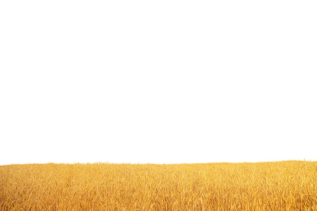 Champ d'été avec isolat de blé mûr sur fond blanc