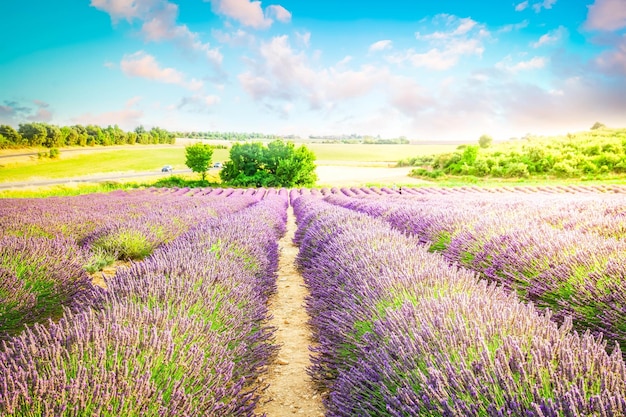 Champ d'été de lavande