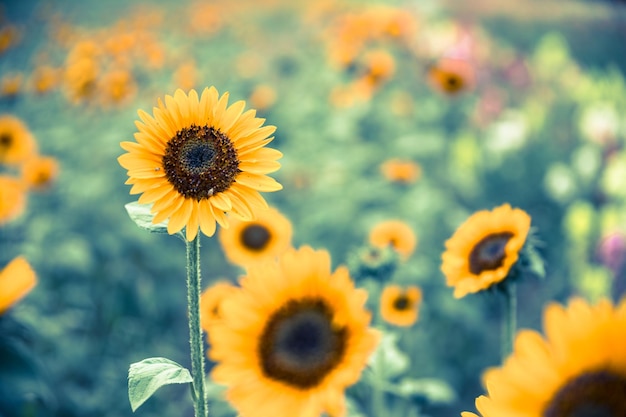 Champ d'été de tournesols en fleurs