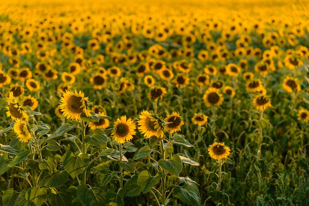 Le champ d&#39;été des tournesols en fleurs