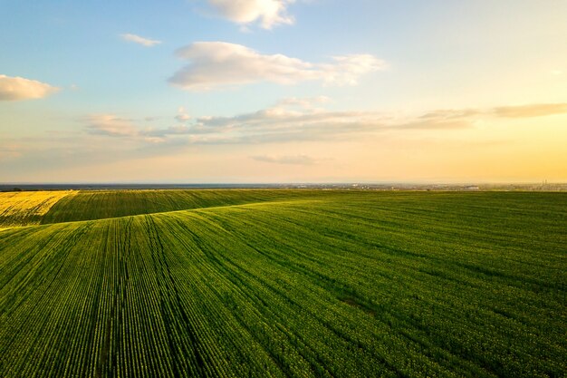 Champ de ferme agricole vert vif avec des plants de colza en croissance