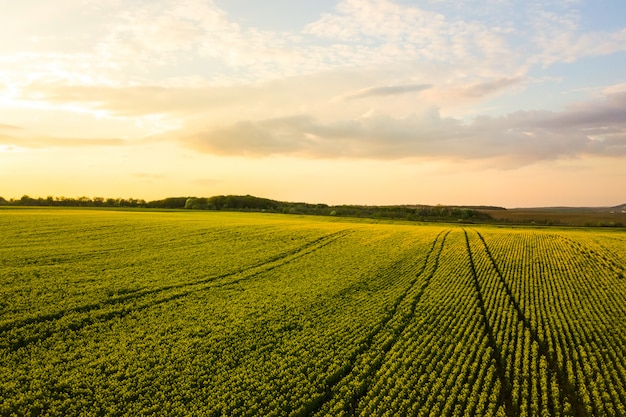 Champ de ferme agricole verte avec des plants de colza en croissance au coucher du soleil.