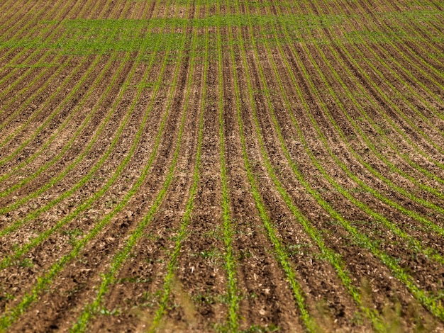 Champ de ferme frais avec de nouveaux verts dans la rangée.