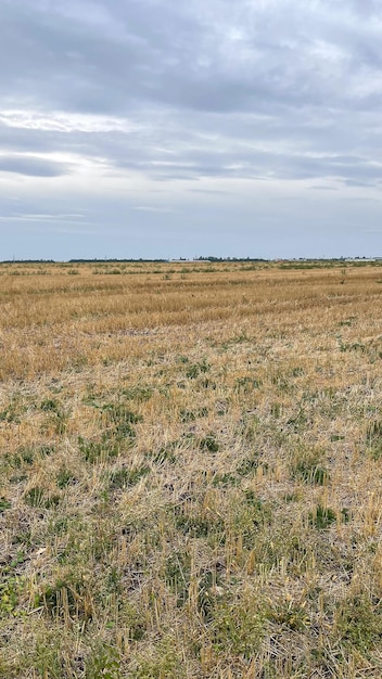 champ de ferme sec après la récolte se préparant pour l'hiver