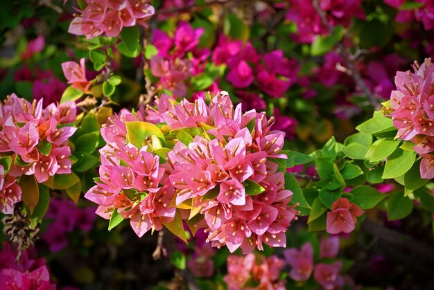 Champ de fleur de Bougainvillier rose