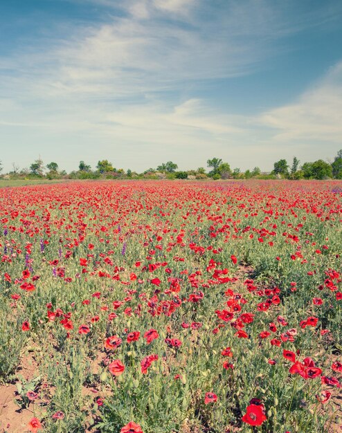 Champ avec fleur de coquelicot