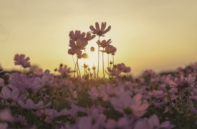 Champ de fleur de cosmos avec un fond de coucher de soleil