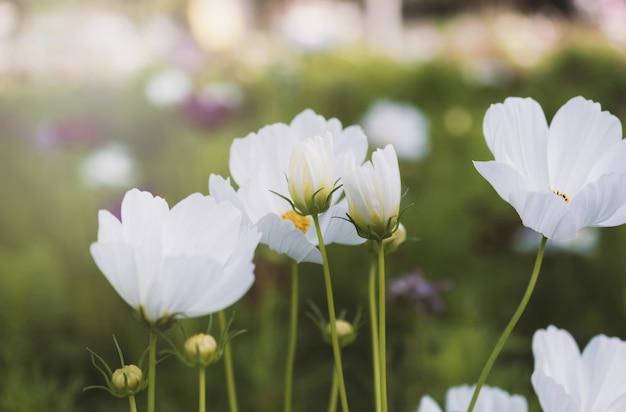 Champ de fleur cosmos