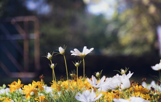 Photo champ de fleur cosmos