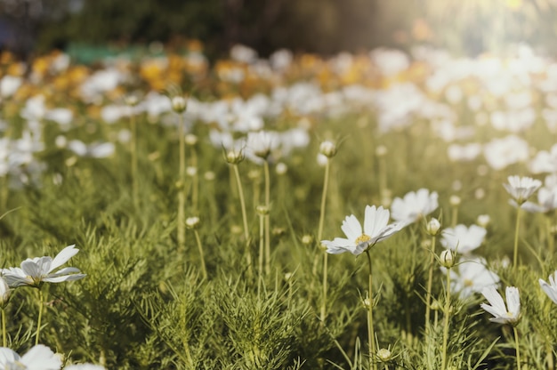 Photo champ de fleur cosmos