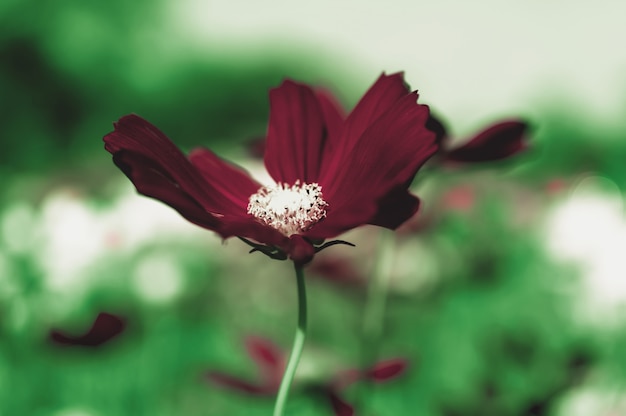 Photo champ de fleur cosmos