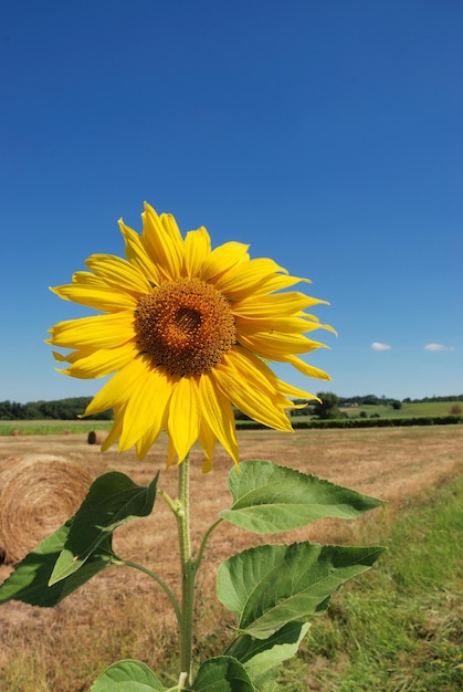 Champ de fleur du soleil