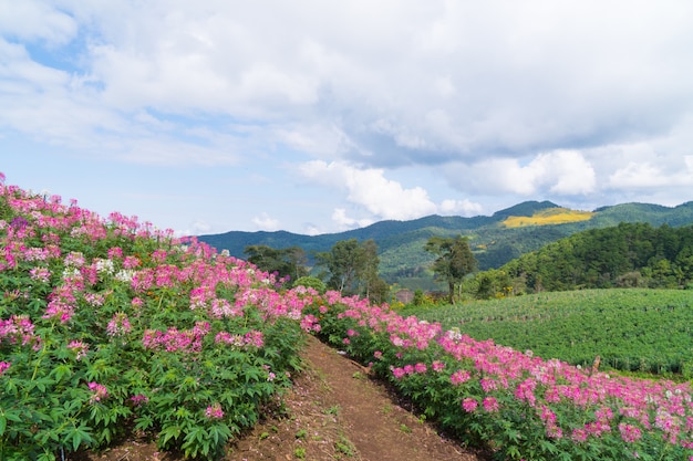 Champ fleur rose sur la montagne.