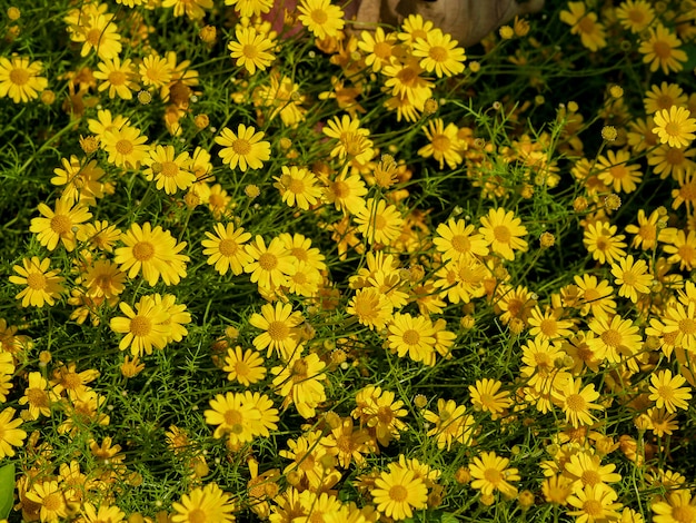 Champ de fleur