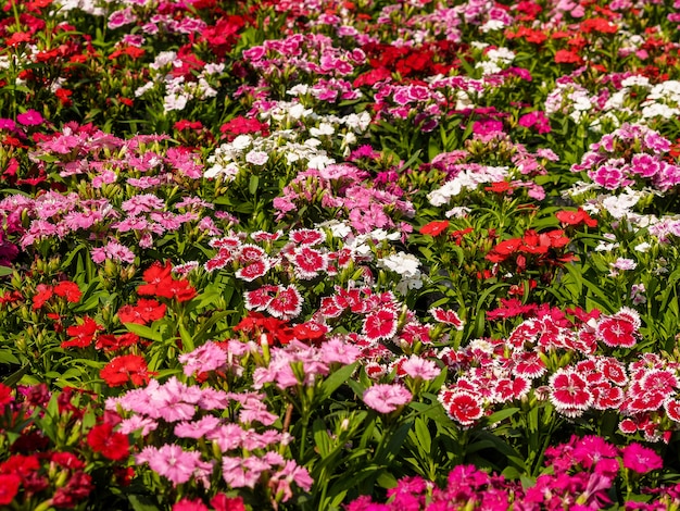 Photo champ de fleur