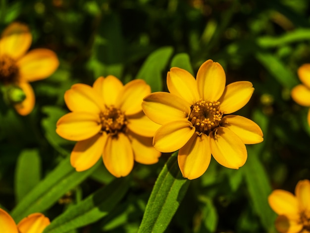 Champ de fleur