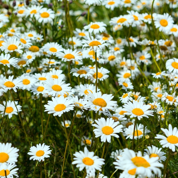 Champ fleuri de fleurs de camomille blanche