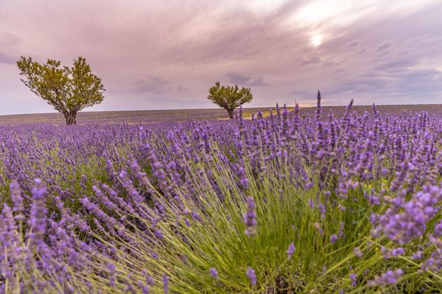 Champ fleuri de fleurs de lavande, arbres solitaires en montée au coucher du soleil. Valensole, Provence, France, Europe.