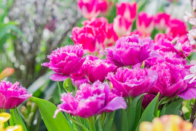 Champ fleuri de tulipes multicolores dans une journée ensoleillée