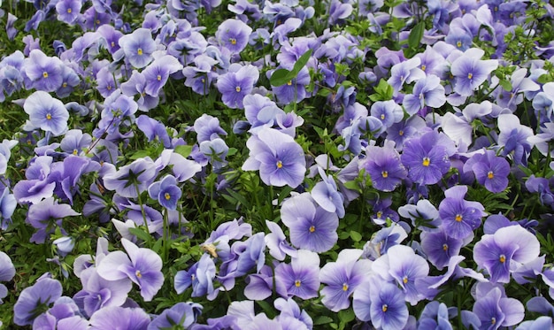 Champ de fleurs d'alto