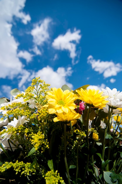 champ de fleurs au printemps avec fond de ciel nuageux