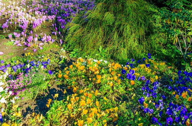 Photo un champ de fleurs au printemps