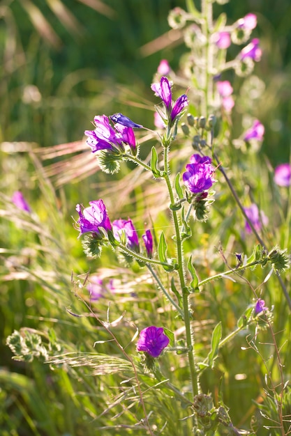 Champ de fleurs au soleil du soir