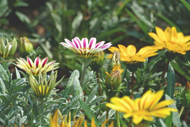 Champ de fleurs aux pétales jaunes et blancs