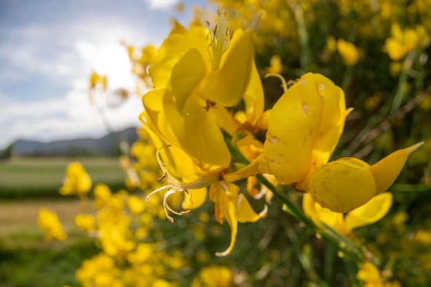 Champ de fleurs de balai jaune