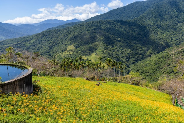 Champ de fleurs de beaux nénuts orange dans la montagne Taimali Kinchen à Taitung à Taïwan