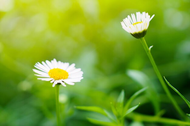 Champ de fleurs de belle marguerite sur pré vert