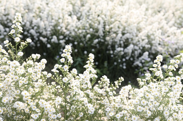 Champ de fleurs blanches fraîches