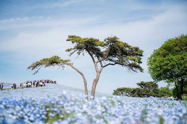 Un champ de fleurs bleues avec un arbre en arrière-plan