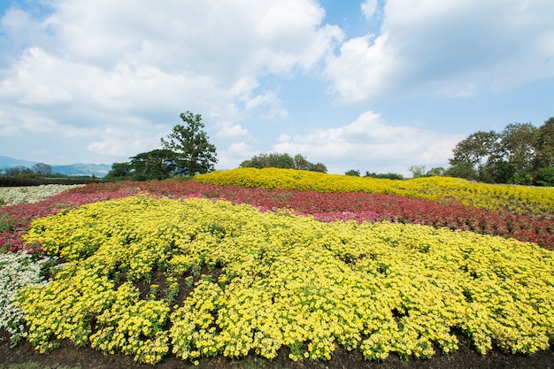 Champ de fleurs à Boon Rawd Farm Chiangrai Thaïlande