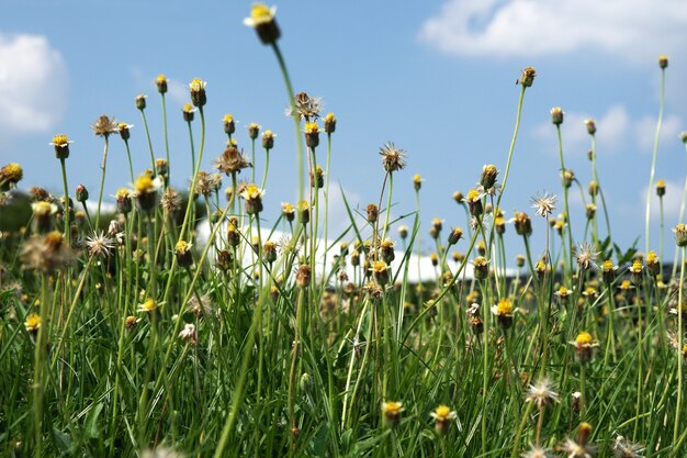 Champ de fleurs de boutons de manteau avec des nuages sur les fonds de ciel bleu dans le jardin public