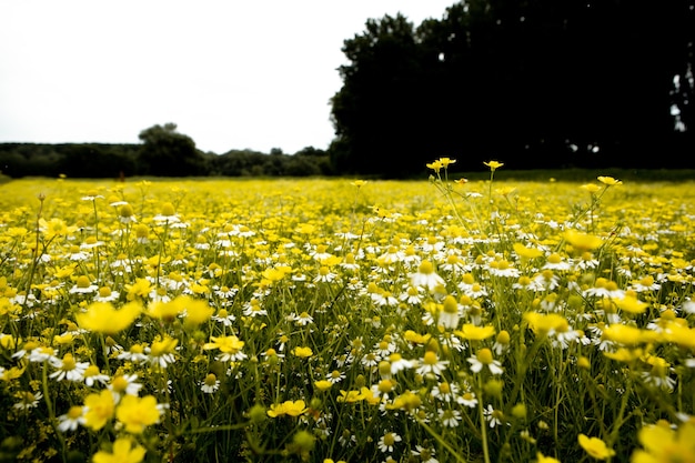 Champ de fleurs de camomille dans une belle journée ensoleillée