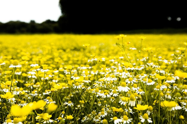 Champ de fleurs de camomille dans une belle journée ensoleillée