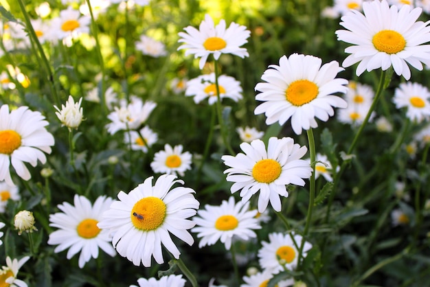 Champ de fleurs de camomille Un insecte est assis sur une marguerite pollinisant la marguerite avec des insectes