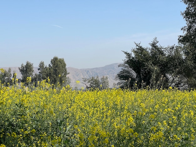Un champ de fleurs de canola jaune avec des montagnes en arrière-plan.