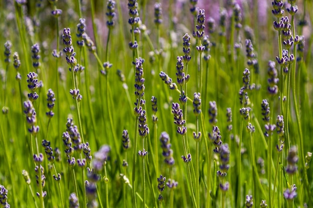 Champ de fleurs de champ de lilas