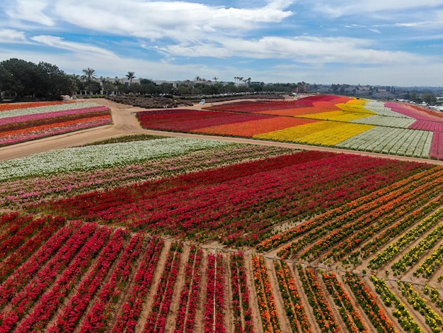 champ de fleurs colorées pendant la floraison annuelle qui s'étend de mars à mi-mai