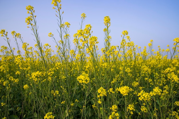 Champ de fleurs de colza jaune extérieur campagne du Bangladesh