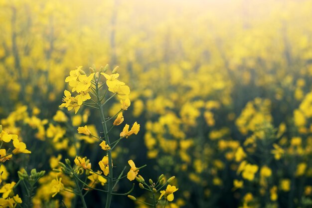 Photo champ avec des fleurs de colza jaunes des fleurs de colza en gros plan.