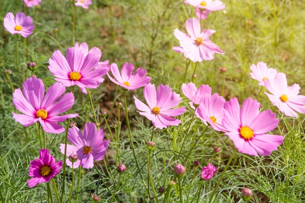 Champ de fleurs Cosmos avec ciel bleu, champ de fleurs Cosmos fleurissant au printemps