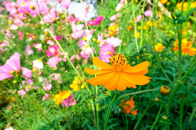 Champ de fleurs Cosmos jaune à la porte avec fond de nature ciel bleu