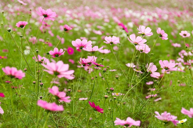 Champ de fleurs de Cosmos