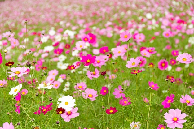 Champ de fleurs de Cosmos