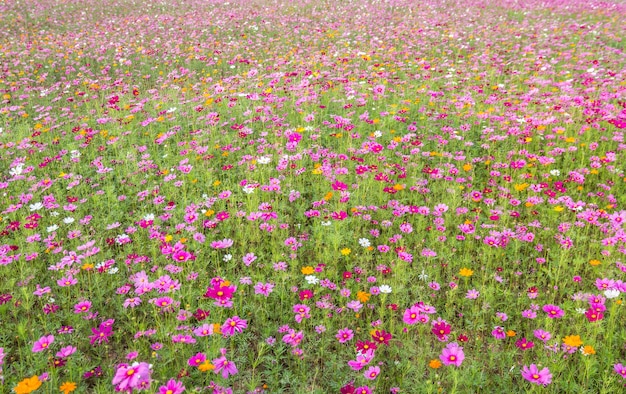 Champ de fleurs cosmos