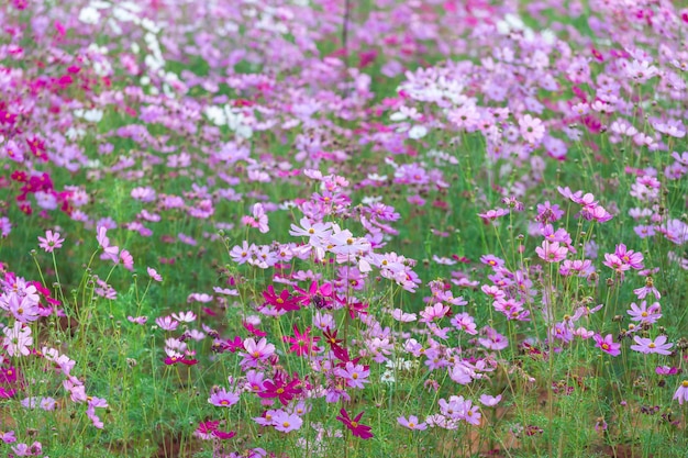 Champ de fleurs Cosmos