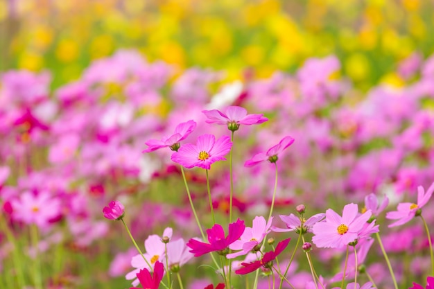 Champ de fleurs cosmos